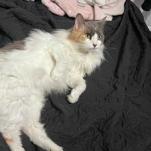 Meet your Posher, Lilith